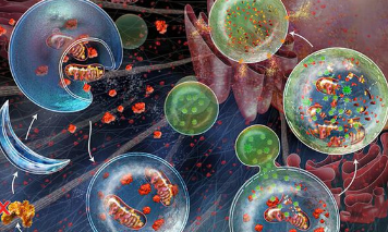 一文帶你了解巨自噬及其實(shí)體瘤治療中進(jìn)展