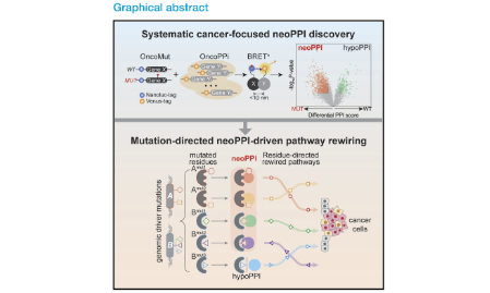 SXR202205033C-橘子-系統性地發現與驗證癌癥中突變導致的新蛋白質-蛋白質相互作用