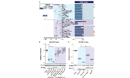 SXR202211001C-哈哈-內(nèi)源性逆轉錄病毒知多少？