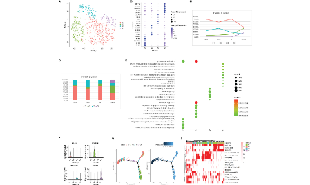 單細胞公共數據加簡單免疫組化驗證發7分+