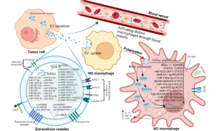 珍藏版：腫瘤微環境中的細胞外囊泡