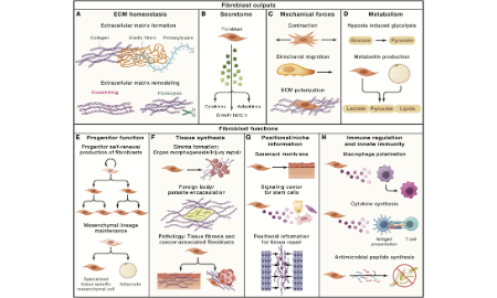 SXR202302004C-橘子-成纖維細胞又發高分文章啦！