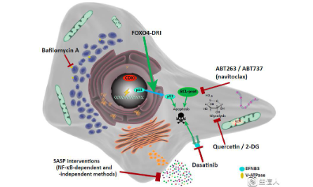 細胞衰老：跨越兩千年的國自然熱點