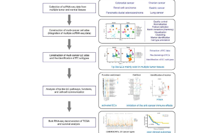 SXR202302016C+整合6種癌癥的單細胞數據內皮細胞研究，6分純生信