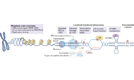 Nature Reviews Cancer | 人類癌癥中的非編碼driver突變