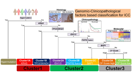 基于驅動基因突變對肝內膽管癌聚類