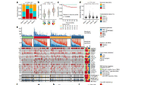 12+多組學識別非肌肉浸潤性膀胱癌的分子預后亞型
