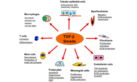 TGF-β里面藏了一個6+生信思路