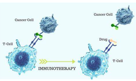 如何從腫瘤免疫應答的角度設計研究思路？