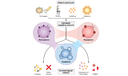 IF20+壞死性凋亡綜述