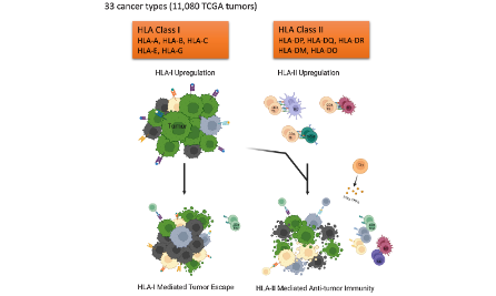HLA的泛癌分析，可組合各種熱點