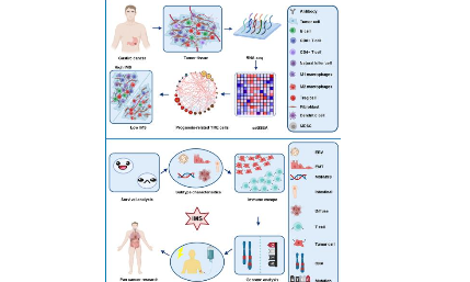 整合多個免疫細胞特征揭示不同胃癌亞型的分子機制