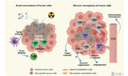 繼鐵死亡、細胞焦亡后的下一個研究熱點