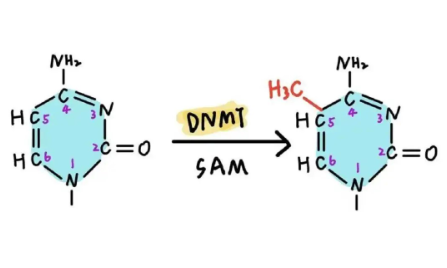 6+，不需要實(shí)驗(yàn)驗(yàn)證的生信研究案例解讀！