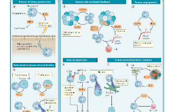Nature重大發現|腫瘤相關中性粒細胞才是關鍵！
