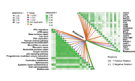 缺氧相關基因構建風險預測模型結合免疫發7分+