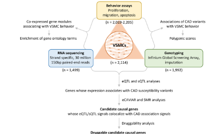 SXR202302002C+冠狀動脈疾病相關變異對血管平滑肌細胞的影響