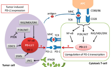 CD8+ T效應(yīng)和免疫檢查點(diǎn)信號之間的關(guān)系
