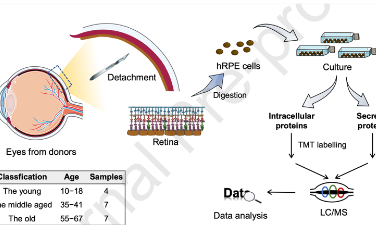 蛋白質組數據研究人類視網膜色素上皮細胞