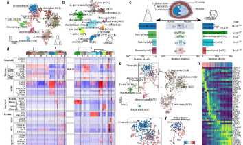 兒童成Neuroblastoma的單細(xì)胞研究：不同的基因表達(dá)程序與診斷年齡相關(guān)