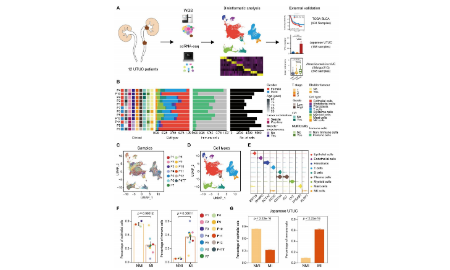 SXR202211008C_jing_11+單細(xì)胞分型分析思路介紹