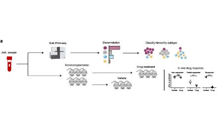 SXR202209012C+理解急性髓系白血病異質性和預測藥物反應的細胞層次框架