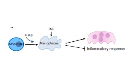 SXR202207014C-橘子-TGFβ重編程TNF對巨噬細胞的促炎作用轉變為驅動炎癥性破骨細胞的生成