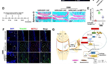 細胞衰老和骨關節炎進展的最新機制