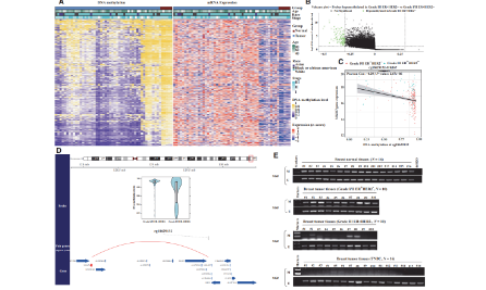 ER+ HER2-乳腺癌的多組學刻畫