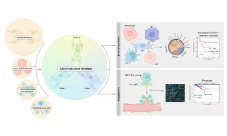 SXR202211014C+泛癌單細胞分析癌癥相關成纖維細胞的異質性和可塑性