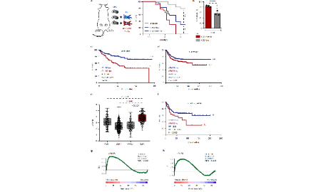 SXR2023040008C_jing_CAFs與化療耐藥又雙叒叕發了NC
