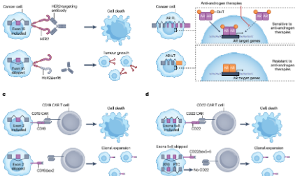 69+Nature權威綜述——RNA剪接失調與癌癥hallmarks