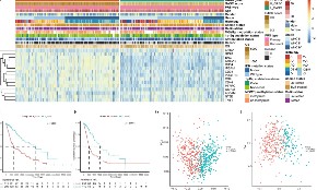 膠質瘤基質細胞預測膠質瘤預后的潛在機制
