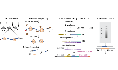 單細(xì)胞核糖體技術(shù)(scRibo-seq)為蛋白組學(xué)研究帶來(lái)新變革
