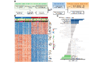 SXR2023030009C_jing_12+單細胞加組織測序，生信加實驗的強強聯合思路