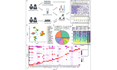 scRNA-seq&scATAC-seq探索腎透明細胞癌的轉錄和表觀遺傳調控特征