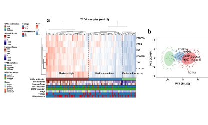 SXR20220101027B +蹭熱度！常規(guī)RNA-seq+scRNA-seq+實驗驗證的TNBC CAF研究