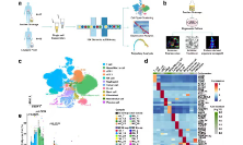 SXR2023030030C+17+多組別的單細胞水平分析刻畫了胃癌腹膜轉移的細胞生態系統