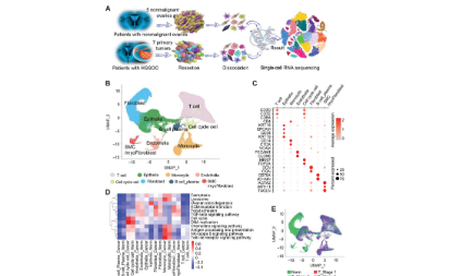 12+單細胞干濕結(jié)合案例分享