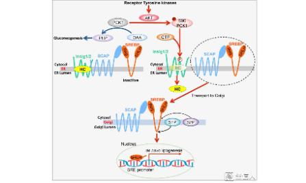 癌癥中的脂質(zhì)代謝