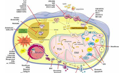 熱點(diǎn)剖析—免疫細(xì)胞的代謝研究