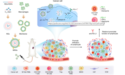 仿生遞藥系統（MNGs）改善腫瘤免疫治療